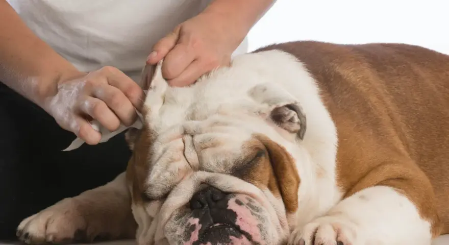 Delikatne czyszczenie uszu buldoga, który ma ciepłe uszy.