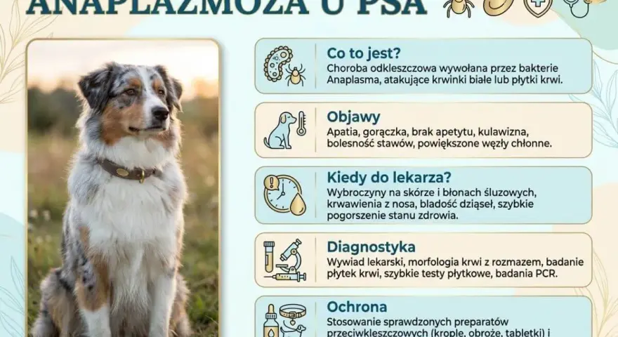 Piękny pies rasy Aussie siedzi na trawie. Obok grafika informuje o anaplazmozie u psa, jej objawach i leczeniu.