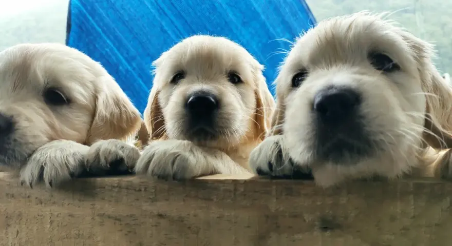 Trzy urocze szczenięta golden retriever z hodowli psów wyglądają zza drewnianej barierki.