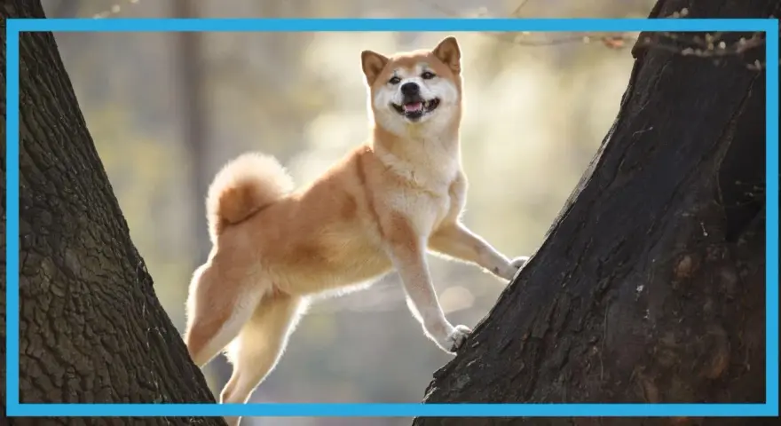 Radosny pies rasy Shiba Inu wspina się po drzewie. Idealne targetowanie pies dla miłośników przyrody i czworonogów.