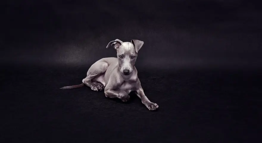 Młody chart włoski o szarym umaszczeniu leży na czarnym tle, patrząc wprost na widza.