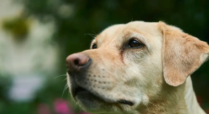 Uważny labrador podczas szkolenia, z zaciekawieniem patrzy w górę.