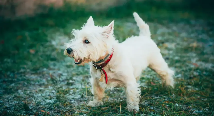 West highland white terrier z zaciekawieniem obserwuje otoczenie.