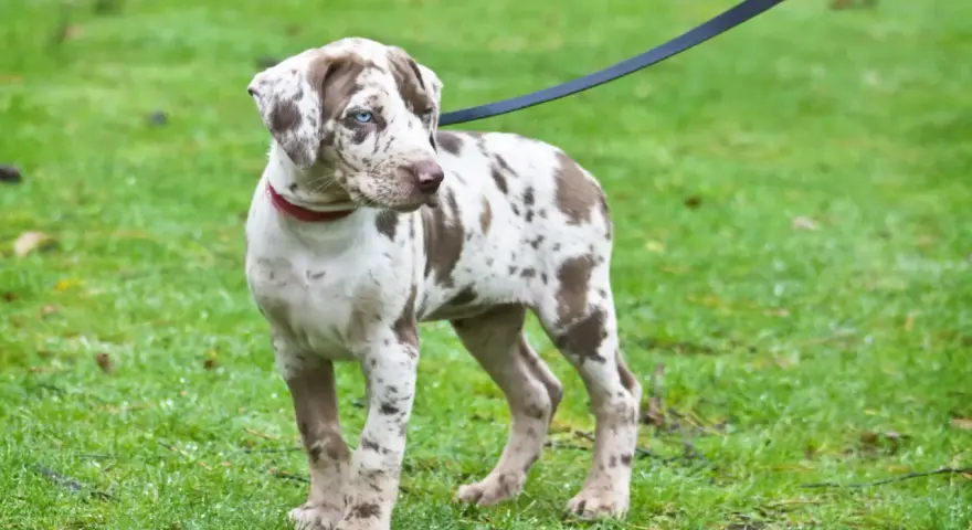 Młody pies rasy catahoula leopard z niebieskimi oczami i cętkowanym futrem stoi na mokrej trawie, na smyczy.