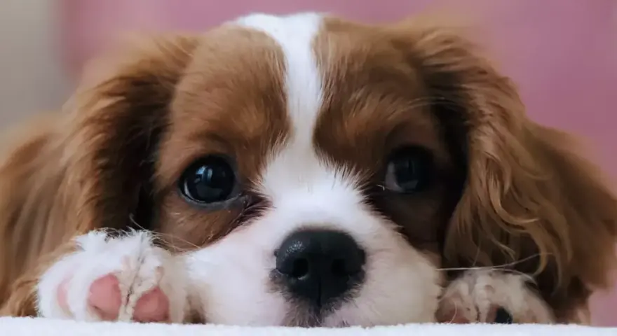 Uroczy szczeniak rasy Cavalier King Charles Spaniel z wielkimi, błyszczącymi oczami i różowymi łapkami.