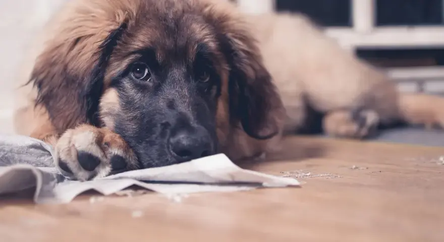 Smutny piesek leży na podłodze, obok niego leży papier. Może szuka rozwiązania, czym pryskać żeby pies nie sikał w domu.