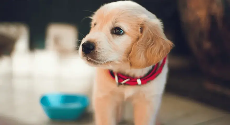 Uroczy szczeniak golden retriever w czerwonej obroży obok niebieskiej miski. Podstawy jak wychować szczeniaka.