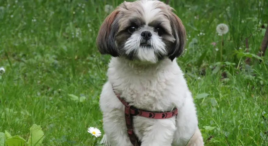 Uroczy shih tzu w czerwonej obroży siedzi na trawie. Pielęgnacja shih tzu to przyjemność, gdy pies jest tak zadbany.