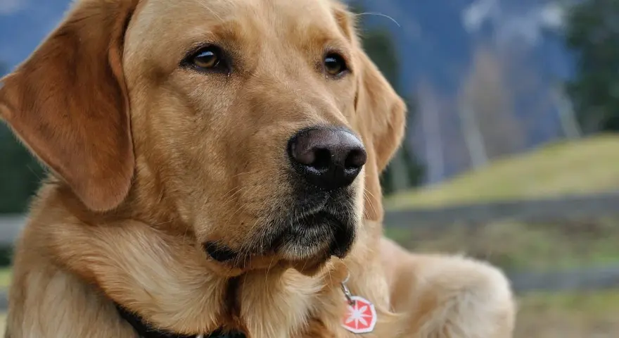 Zamyślony labrador w bloku, z zaciekawieniem spogląda w dal. Jego złote futro lśni w słońcu, a na szyi wisi czerwona obroża z zawieszką.