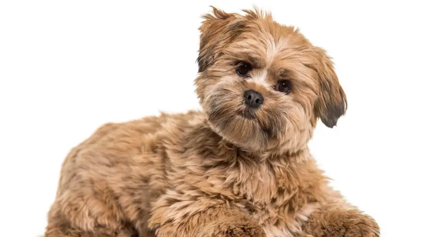Uroczy lhasa apso o brązowym futrze leży na białym tle, z zaciekawieniem patrząc w obiektyw.