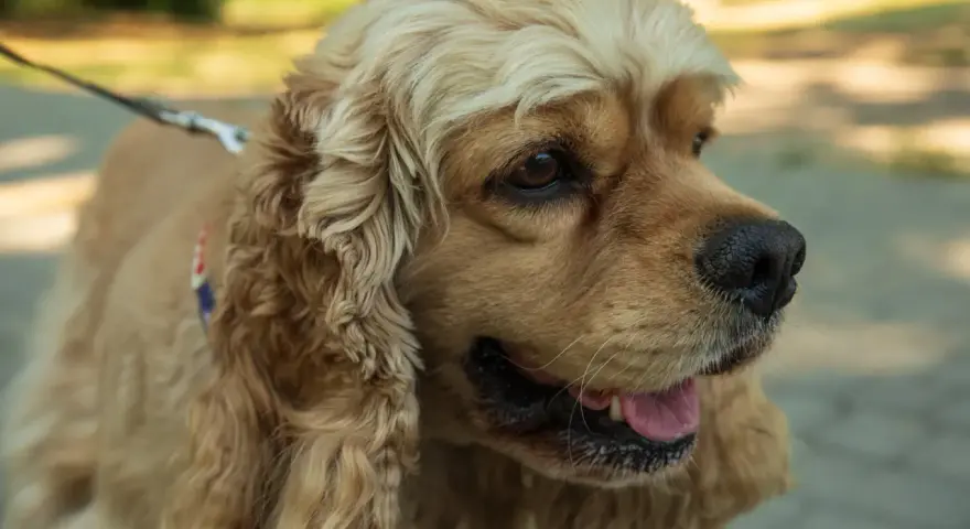 Uroczy cocker spaniel na spacerze. Jego waga jest idealna, by biegać po parku.