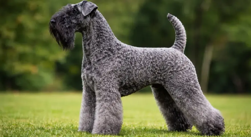 Elegancki kerry blue terrier z charakterystyczną brodą, prezentuje się dumnie na zielonej trawie.