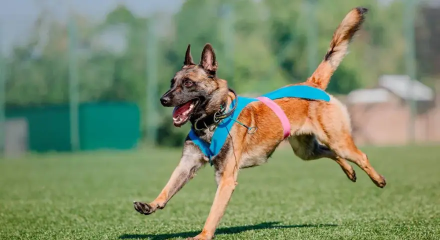 Pies malinois w niebieskiej kamizelce biegnie po trawie. Słuch psa jest wielokrotnie lepszy od ludzkiego, co pozwala mu usłyszeć dźwięki z daleka.