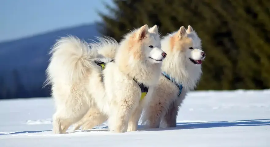 Dwa białe samoyedy, z lekko brązowym nalotem na uszach, stoją na śniegu.