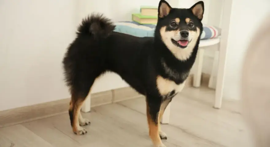 Uśmiechnięty shiba inu czarny, z puszystym ogonem, stoi na drewnianej podłodze.