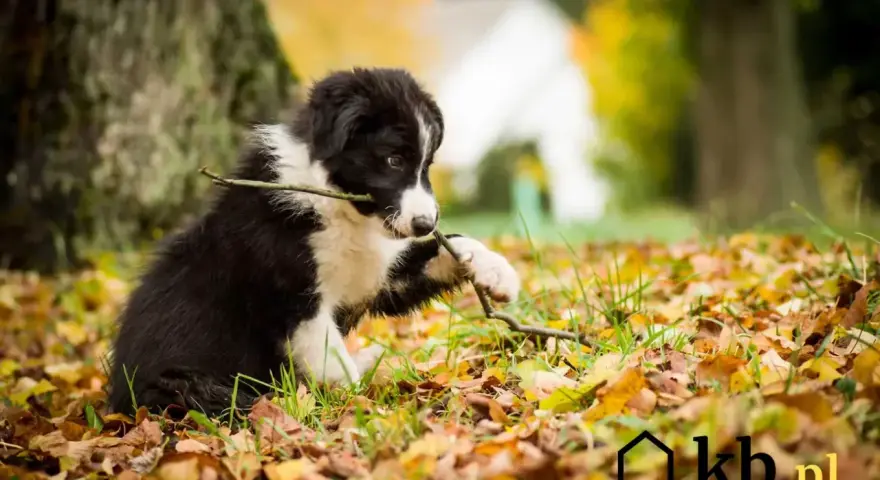 Szczeniak border collie gryzie patyk na tle jesiennych liści. Zastanawiasz się, ile kosztuje border collie?