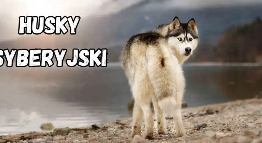 Husky syberyjski z dwukolorowymi oczami, o przyjaznym usposobieniu, stoi nad jeziorem.