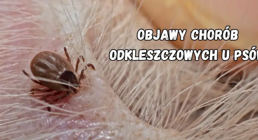 Zbliżenie na kleszcza psiego wgryzionego w skórę psa. Tekst informuje o objawach chorób odkleszczowych u psów.