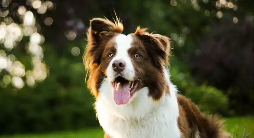Rasy psów dla aktywnych: radosny border collie z językiem na wierzchu, gotowy do zabawy na łonie natury.