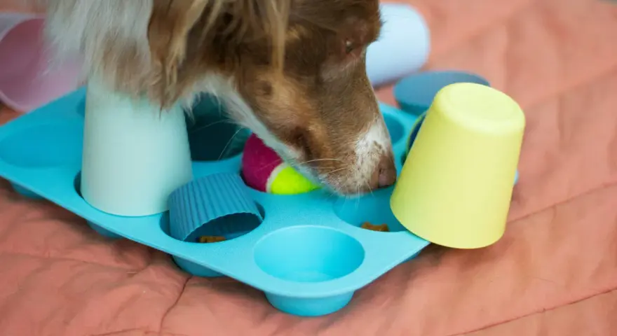 Piesek szuka smakołyków w zabawkach DIY. Zabawa w chowanego z przysmakami to świetny sposób na nudę dla psa.