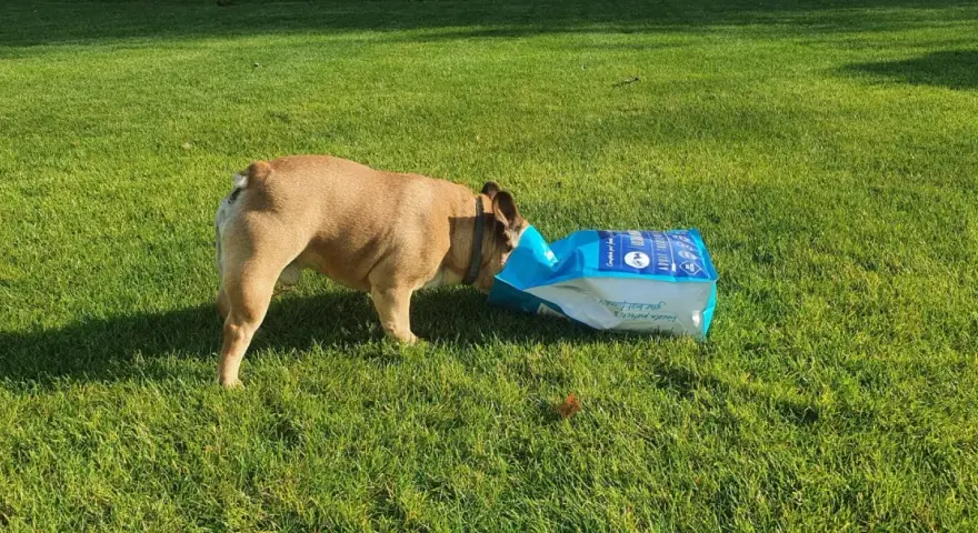 Pies francuski buldog zagląda do torby z karmą na trawie. Może zastanawia się, dlaczego pies je trawę, gdy ma pełną miskę?