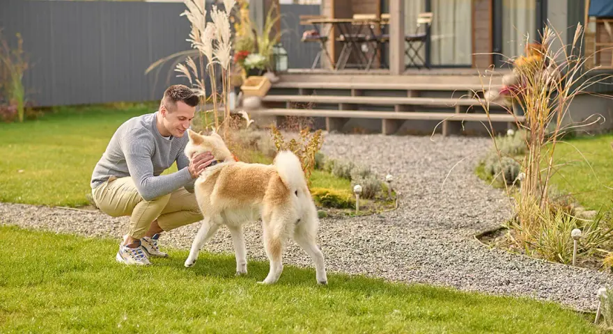 Uśmiechnięty mężczyzna głaszcze swojego psa, który stoi na trawniku przed domem. To szczęśliwy labrador na dworze.