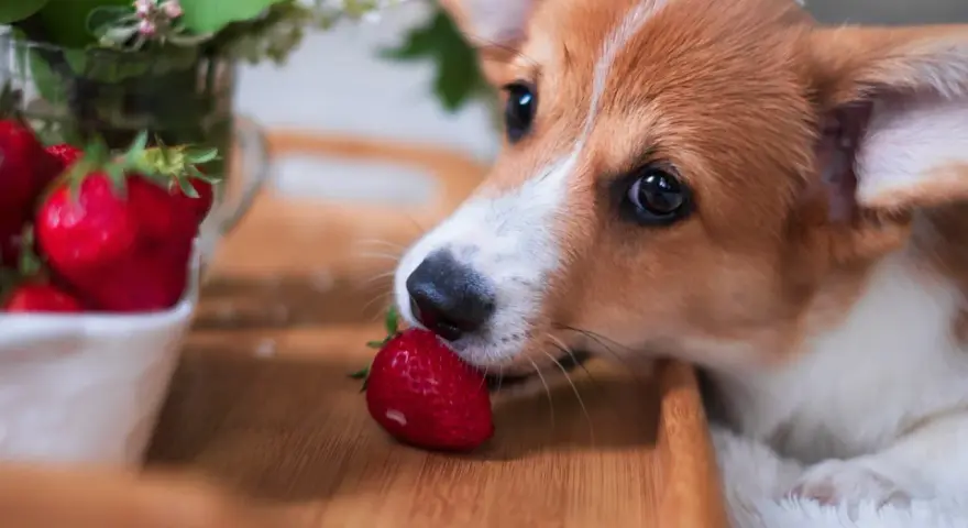 Corgi delikatnie wącha truskawkę, zastanawiając się, czy pies może jeść truskawki.