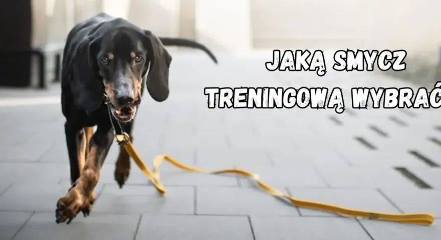Czarny pies biegnie z żółtą, płaską smyczą treningową.