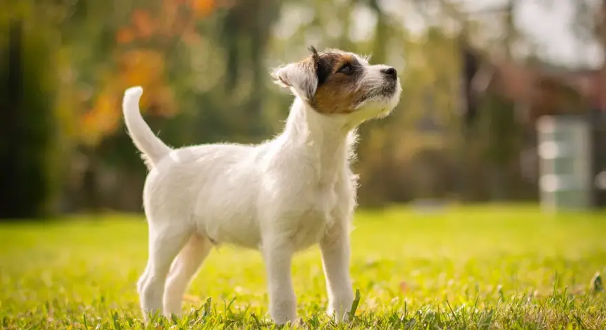 Młody, energiczny russell terrier stoi na trawie, wpatrzony w dal.