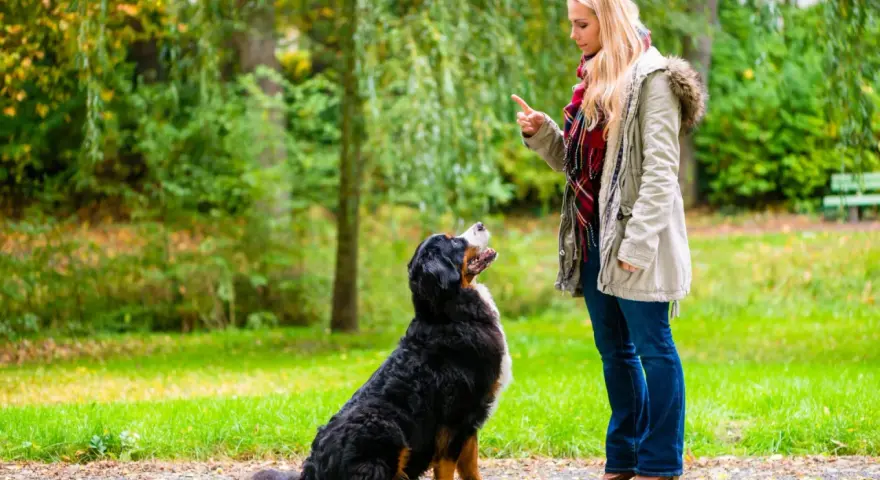 Kobieta uczy psa komendy "siad" w parku. Pies uważnie słucha, gotowy do wykonania polecenia.