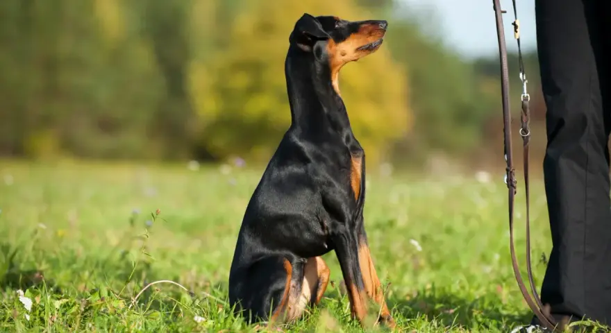 Doberman siedzi na trawie, patrząc na swojego pana. To obrazek o tym, jak zostać alfa dla psa.