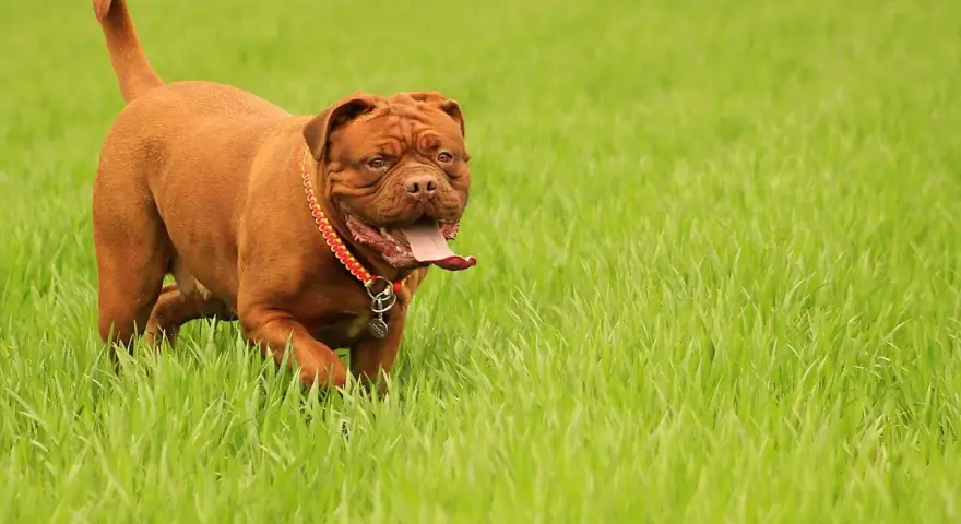 Potężny dog bordeaux w czerwonej obroży biegnie przez soczystą, zieloną trawę, z językiem na wierzchu.