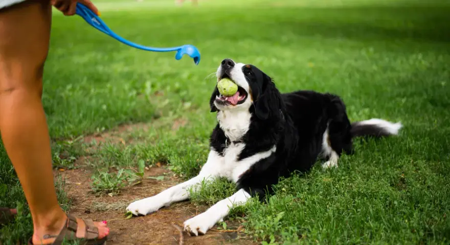 Pies rasy Bernese Mountain Dog z piłką w pysku leży na trawie, czekając na rzut. To świetny moment, by nauczyć psa aportować!
