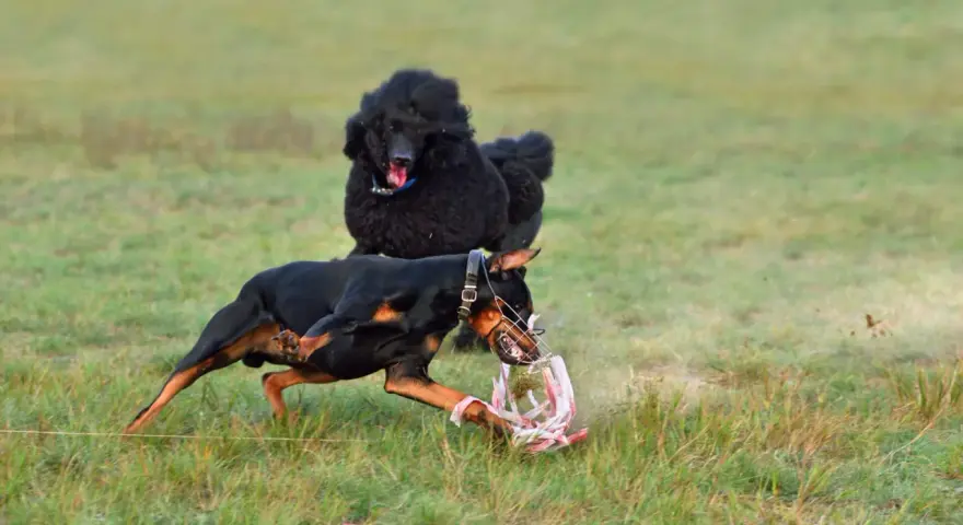 Doberman w kagańcu bawi się zabawką, a w tle czarny pudel. Czy doberman jest agresywny? Ten piesek pokazuje, że niekoniecznie!