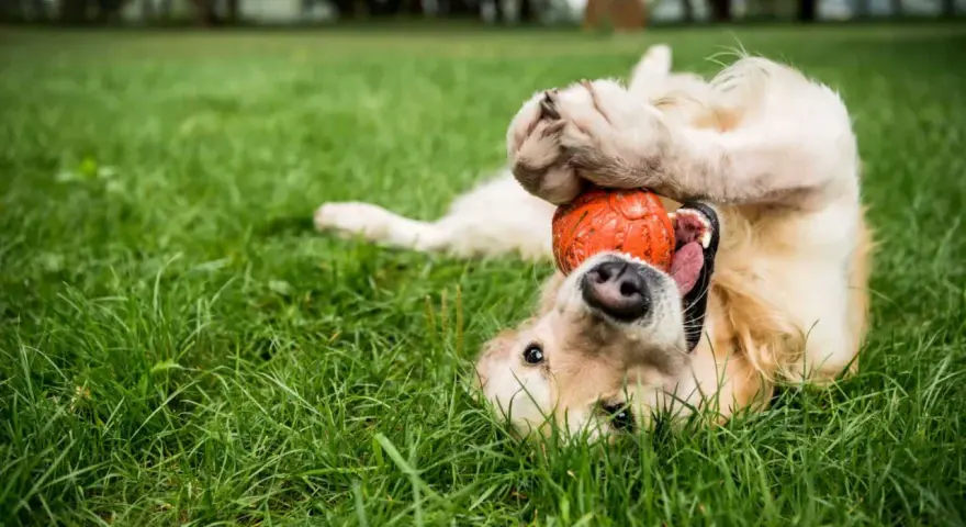 Szczeniak golden retriever bawi się pomarańczową piłką na trawie. Idealne zabawki dla szczeniaka, które zapewnią mu radość i zajęcie.