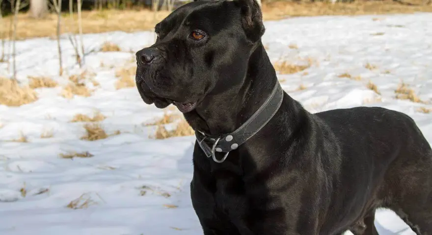 Czarny pies rasy Cane Corso, imponujący swoją wielkością, stoi na śniegu.
