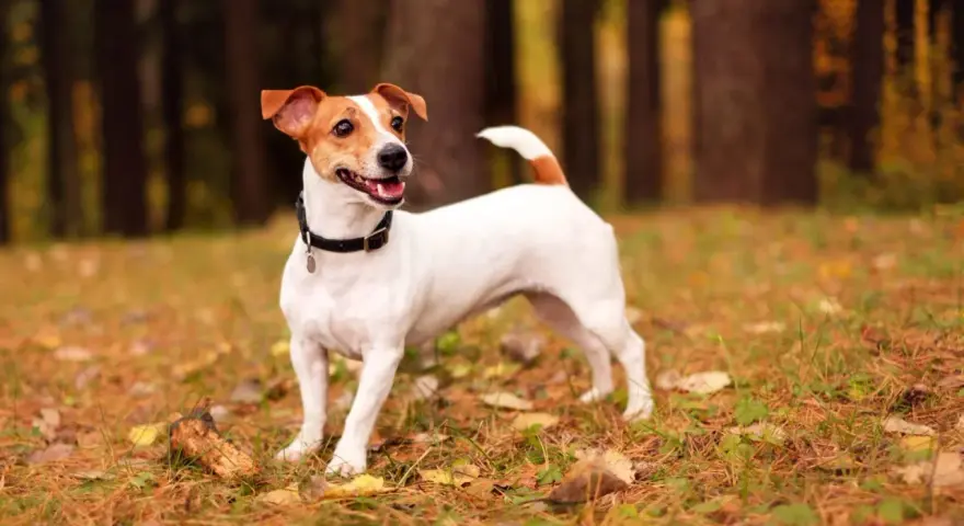 Wesoły jack russell terrier krótkowłosy w jesiennym lesie, z uszami do góry i ogonem wesoło podniesionym.