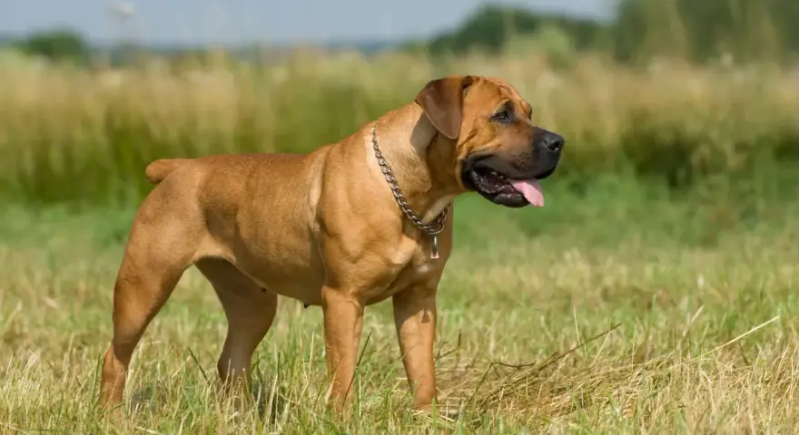 Potężny boerboel czarny, z łańcuchem na szyi, stoi na łące.