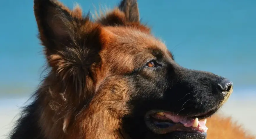 Portret owczarka niemieckiego na tle błękitnego nieba. Zastanawiasz się, ile żyje owczarek niemiecki?