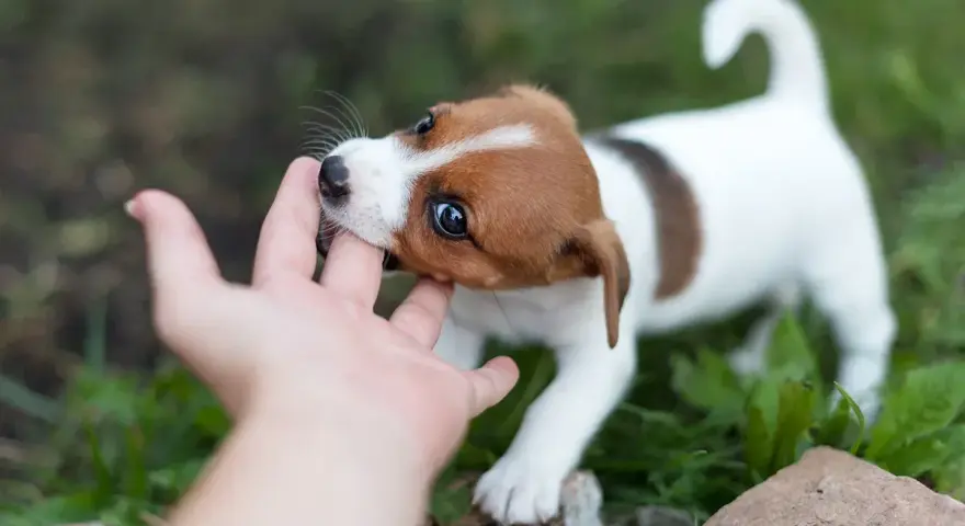 Uroczy szczeniak Jack Russell Terrier gryzie palec, ucząc się, jak oduczyć szczeniaka gryzienia.