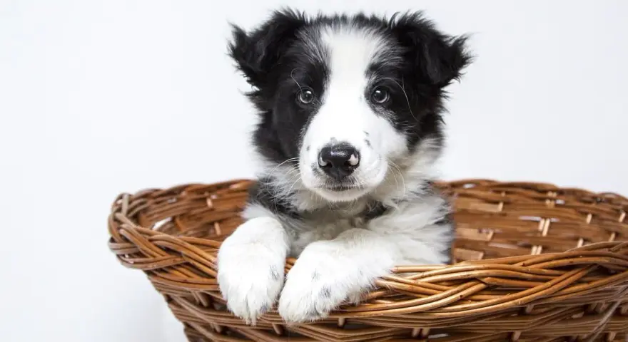 Uroczy szczeniak rasy border collie w wiklinowym koszyku. Czeka na nowy dom, gotowy do odsprzedaży.