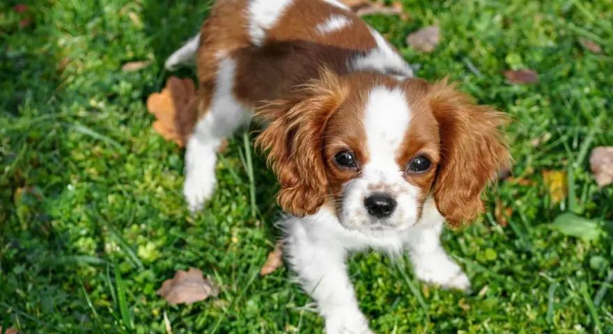 Uroczy Cavalier King Charles Spaniel, idealny piesek do mieszkania, siedzi na trawie.