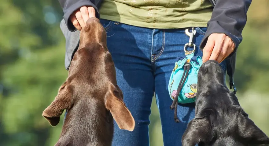 Trening z psami metodą klikerową. Dwa psy, brązowy i czarny, wyciągają łebki do ręki człowieka, który trzyma smakołyki.