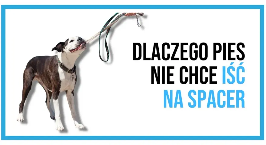 Pies się zapiera i nie chce iść na spacer, trzymając smycz w pysku.