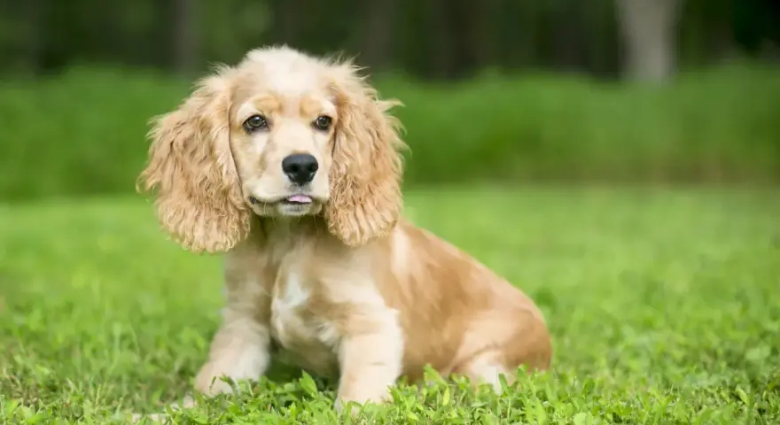 Uroczy cocker spaniel miniaturka z wystawionym języczkiem siedzi na trawie.