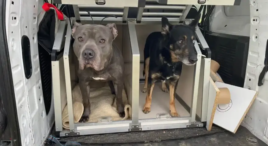 Dwa psy, jeden szary pitbull i jeden czarny kundelek z niebieskim okiem, czekają w transporterach w bagażniku samochodu na podróż do Czech.