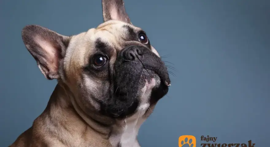 Uroczy buldog francuski z zaciekawieniem spogląda w górę. Jego waga jest idealna, by być pieszczochem.