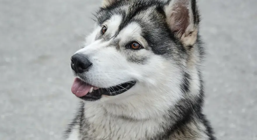 Piękny pies podobny do husky z brązowymi oczami i wyrazistą, czarno-białą sierścią, z językiem na wierzchu.