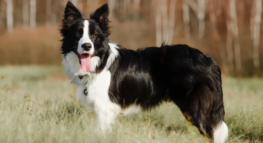 Inteligentny border collie, gotowy do pracy i tresury, stoi na łące.