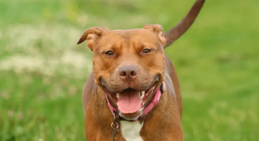 Uśmiechnięty brązowy pitbull w różowej obroży, z językiem na wierzchu. Czy pitbull jest groźny? Ten piesek wygląda na bardzo przyjaznego!